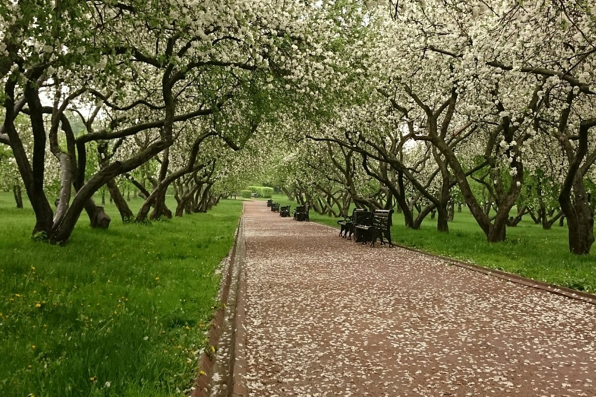 Фото Весны В Парке