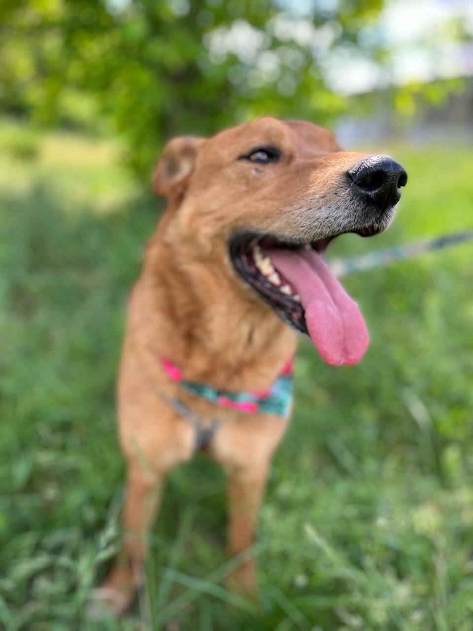 Авель из Некрасовки