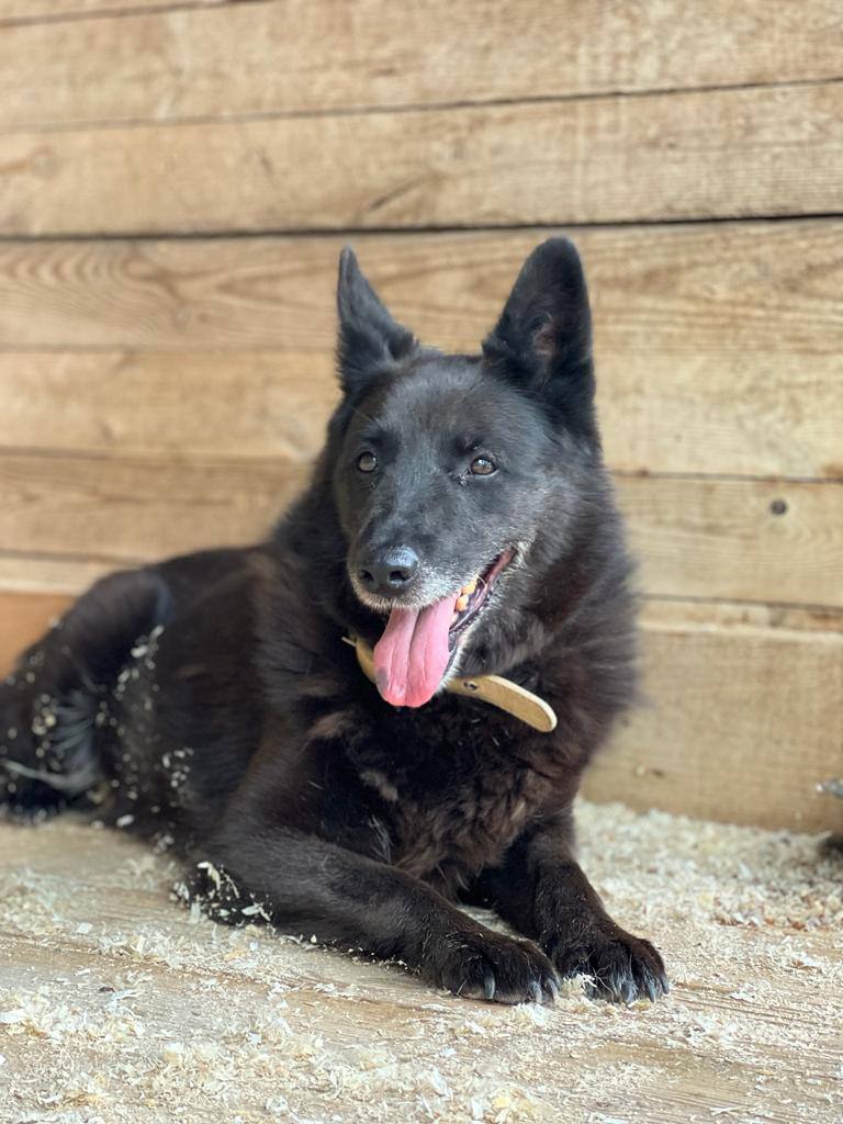 Муха из Некрасовки