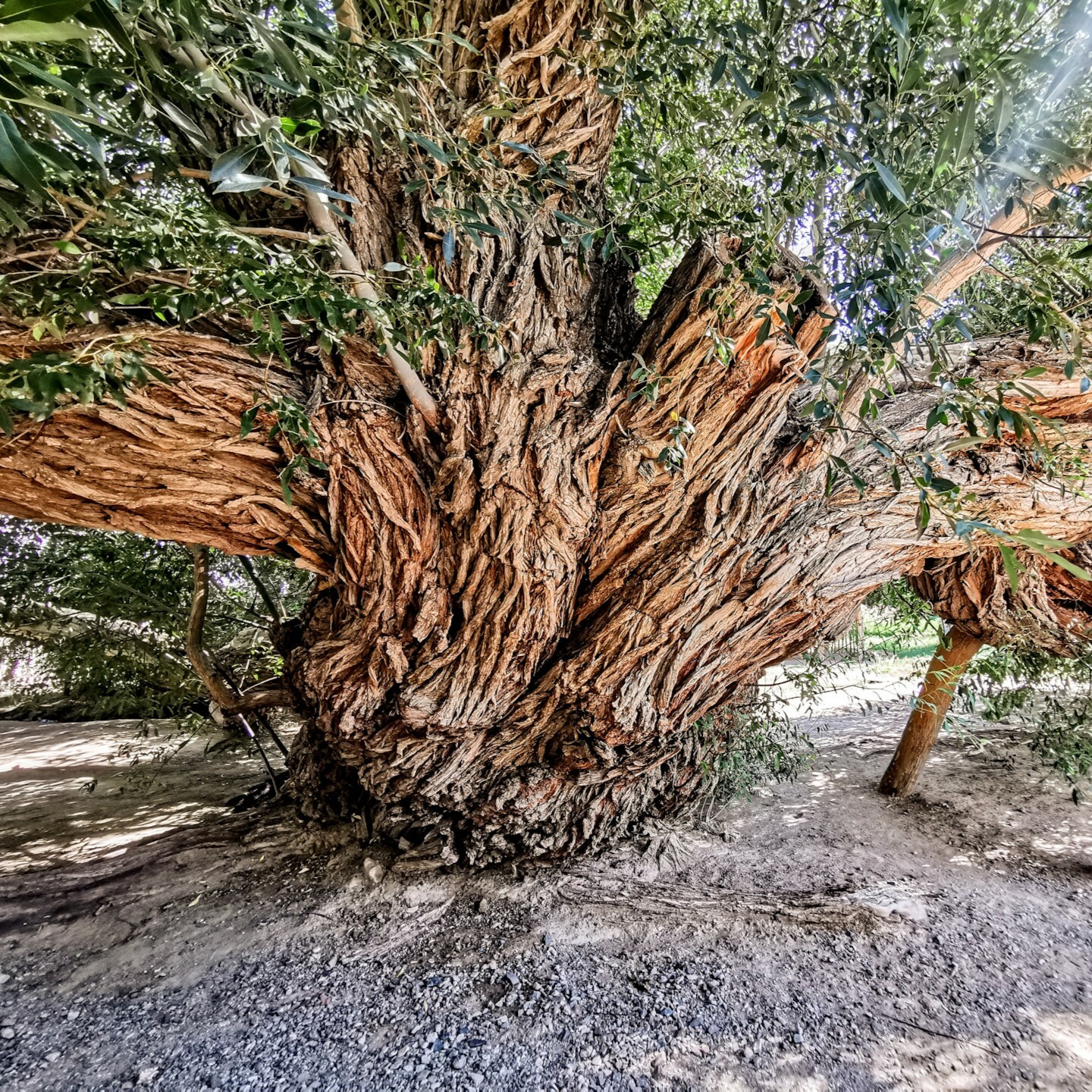 увидеть 700 летнюю иву в казахстане