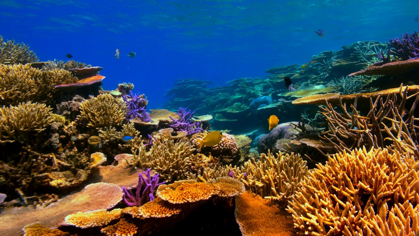 Coral Reef