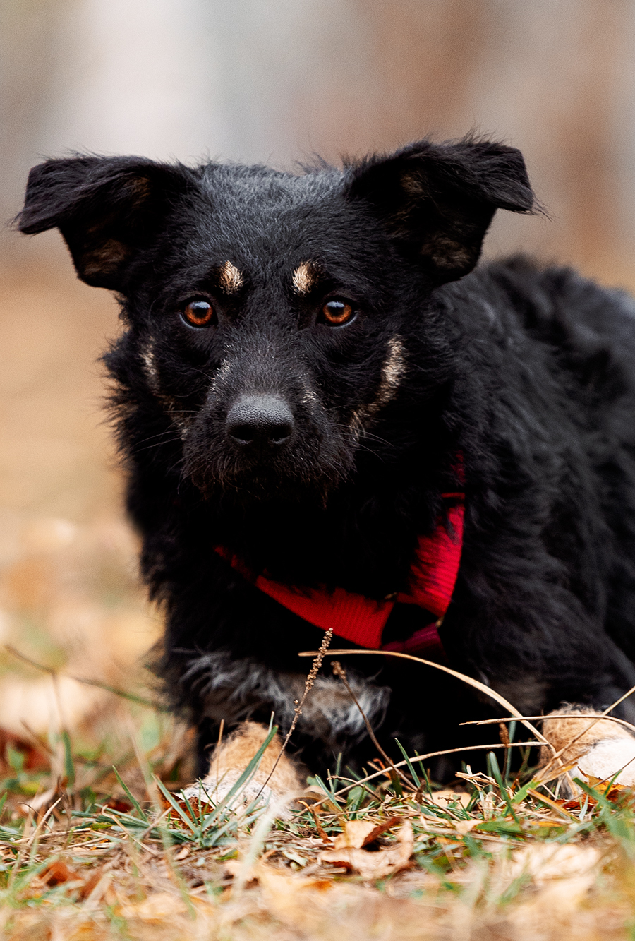 Агнес из Некрасовки
