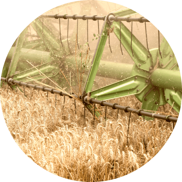 Зерноуборочная машина собирает урожай