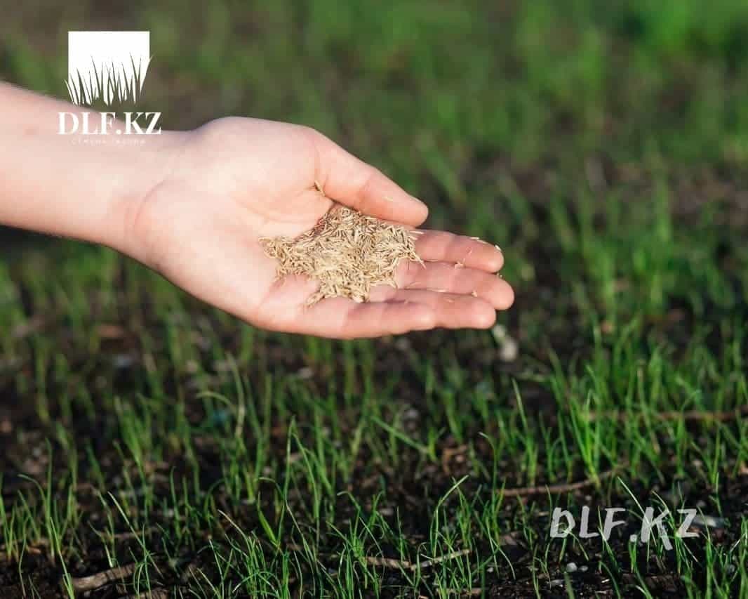 «Как посеять газонную траву правильно?» — Яндекс Кью