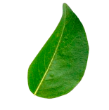 Сироп Гренадин