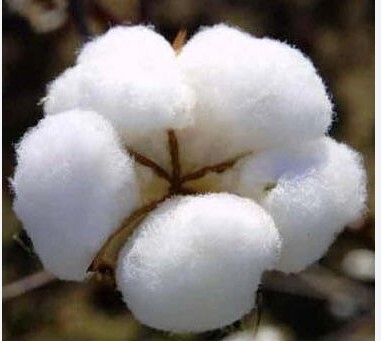 棉花纤维
