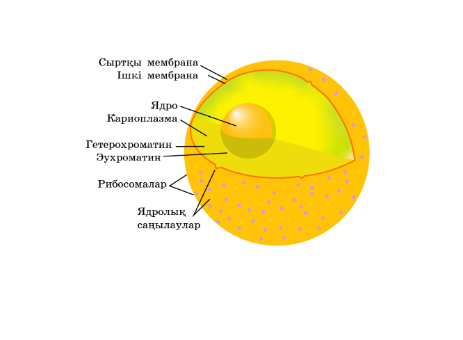 Мен құлықсыз ұйықтап жатқан мас порно видеоны білемін