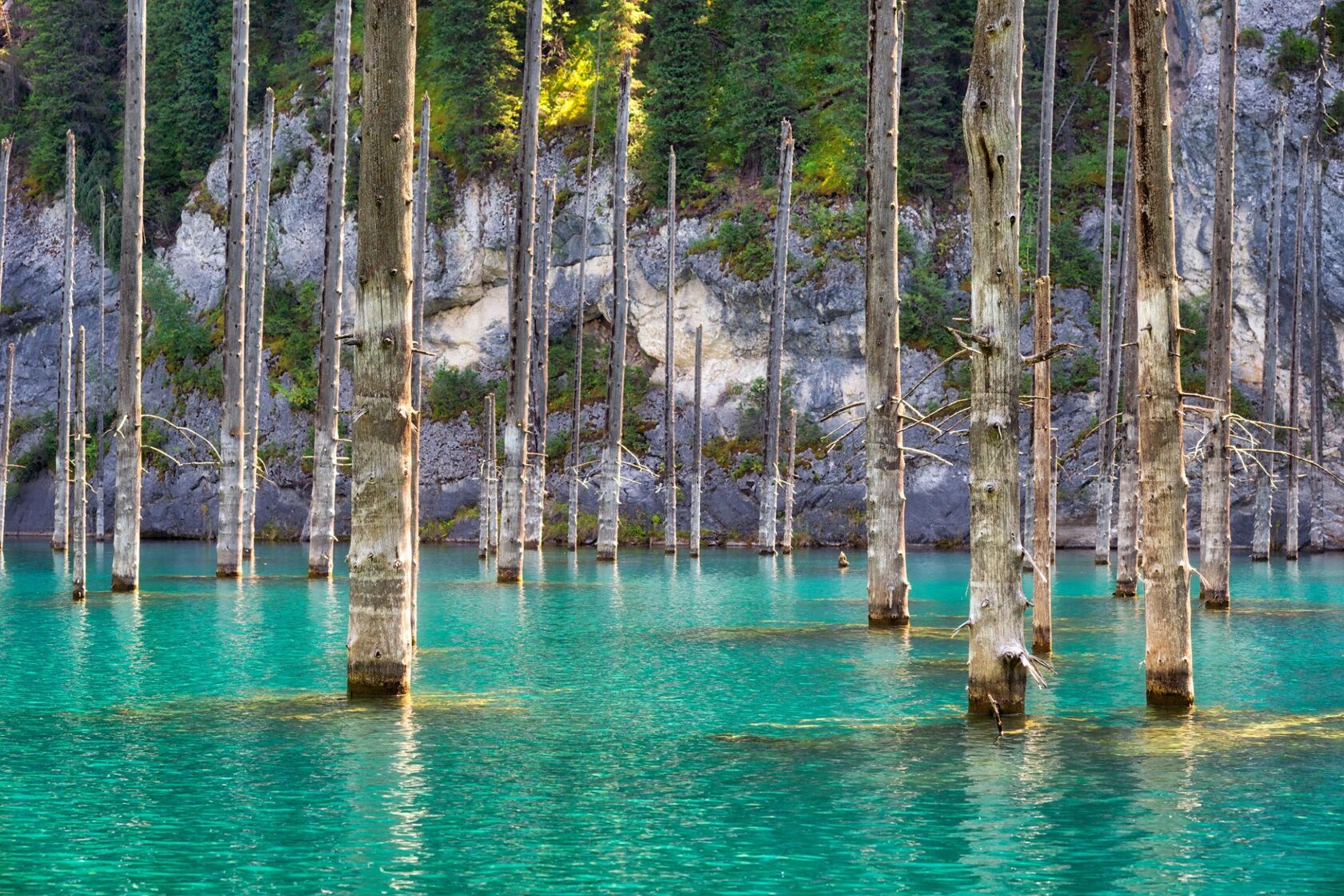 Kaindy submerged tree trunks close-up