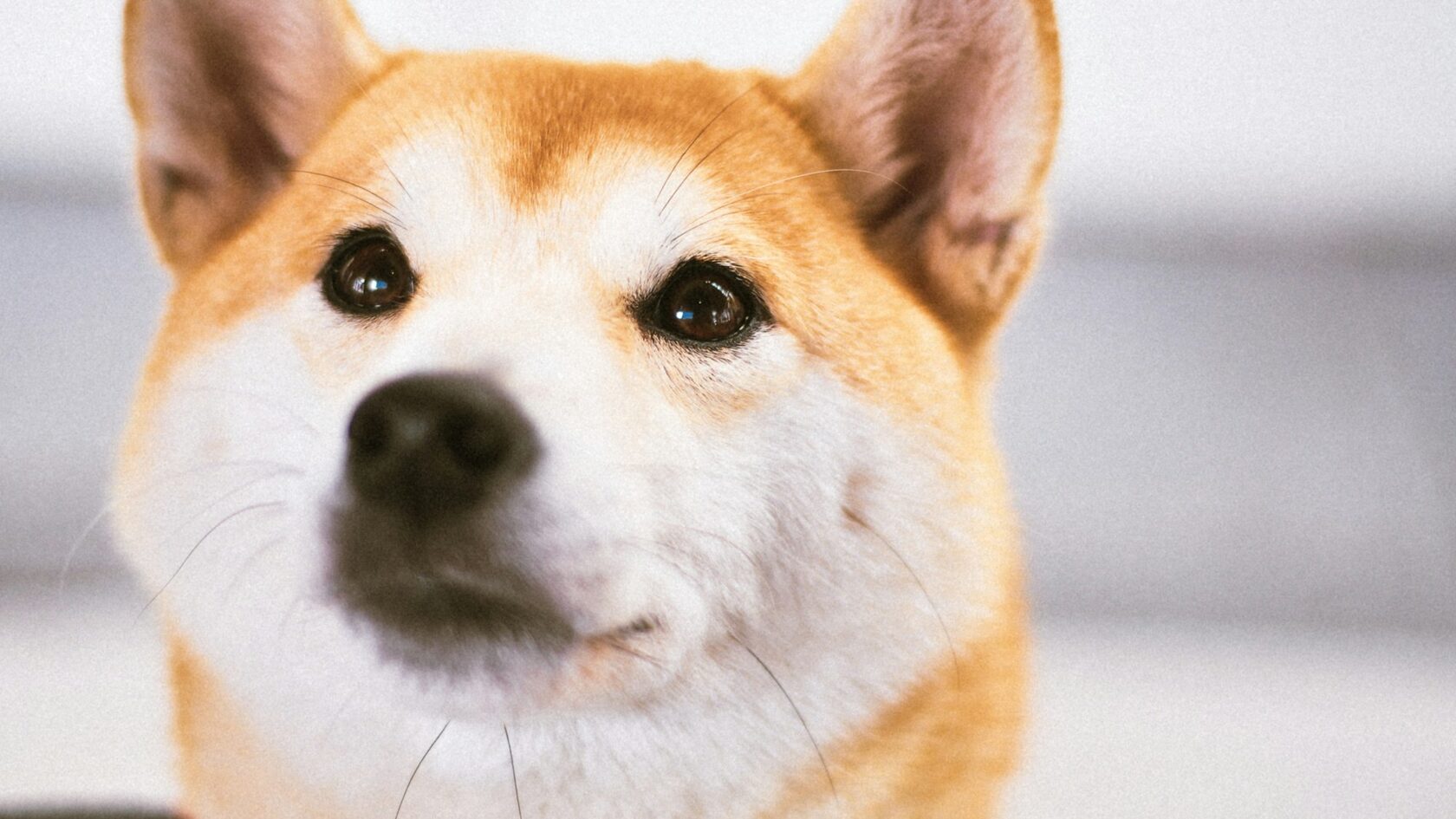 Доге
