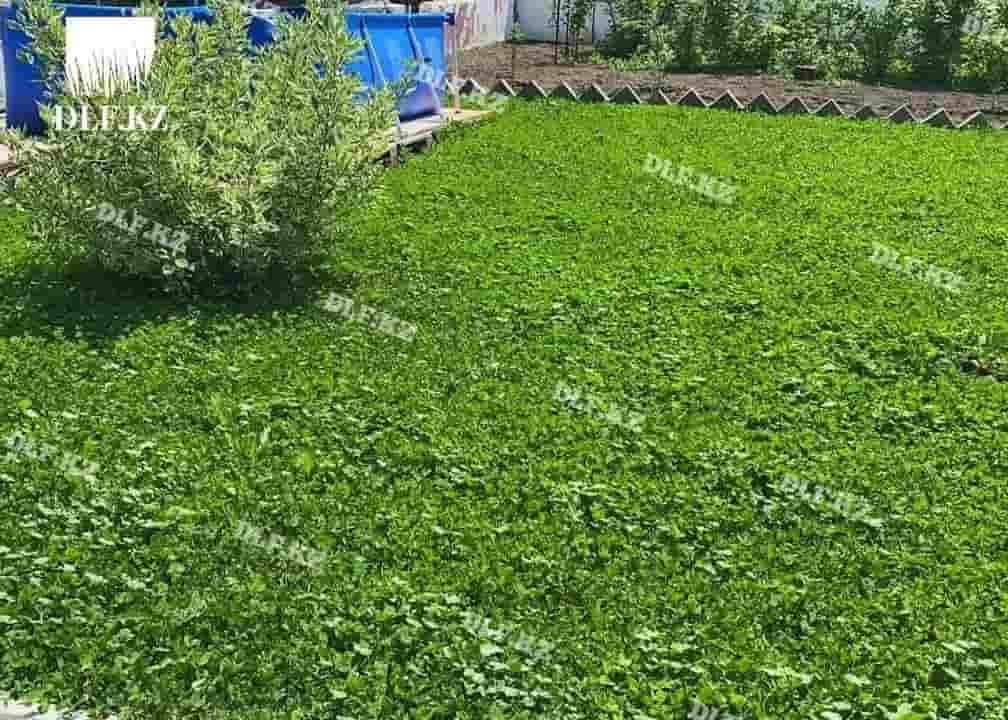 Клевер белый Ривендел (Rivendel). Семена DLF от 4650 тг