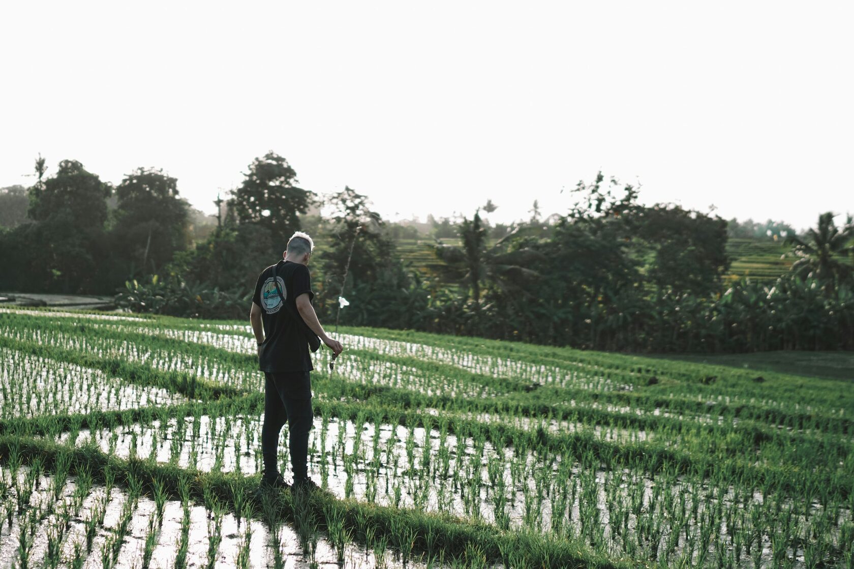 Canggu Rice Fields