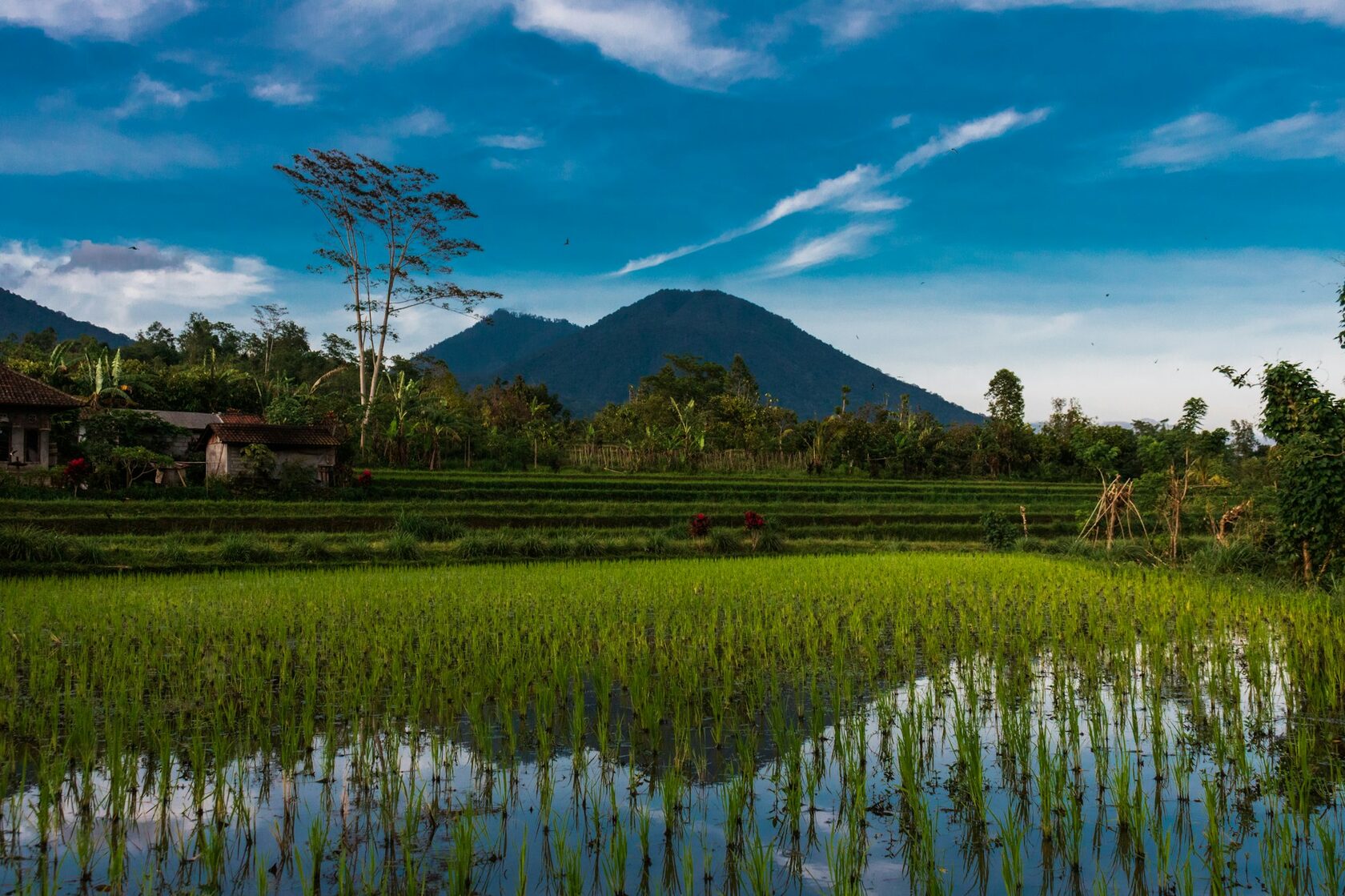 Bali Page Left