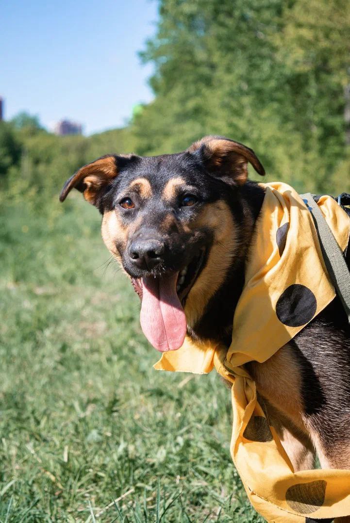 Дана из Некрасовки