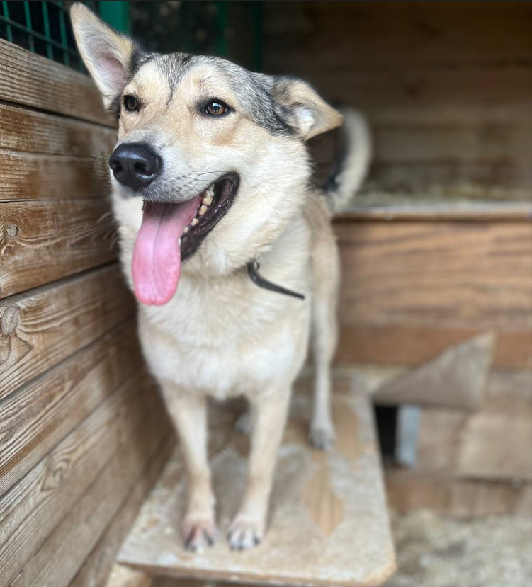 Персик из Некрасовки