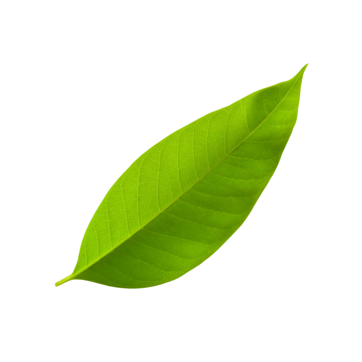 зеленый листик