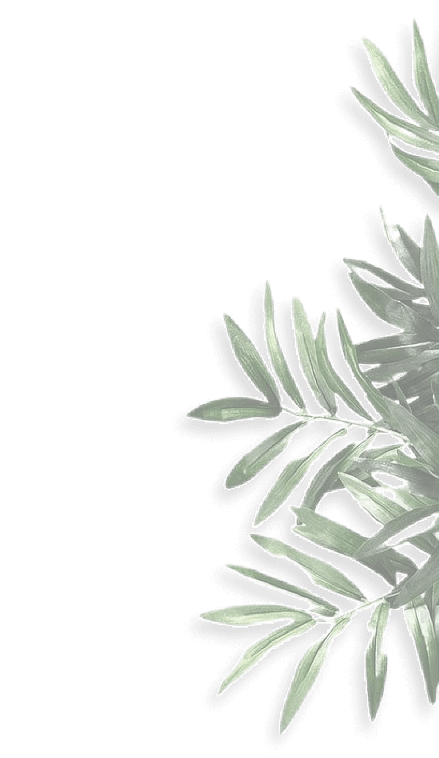 Каталог однолетние цветы Green park