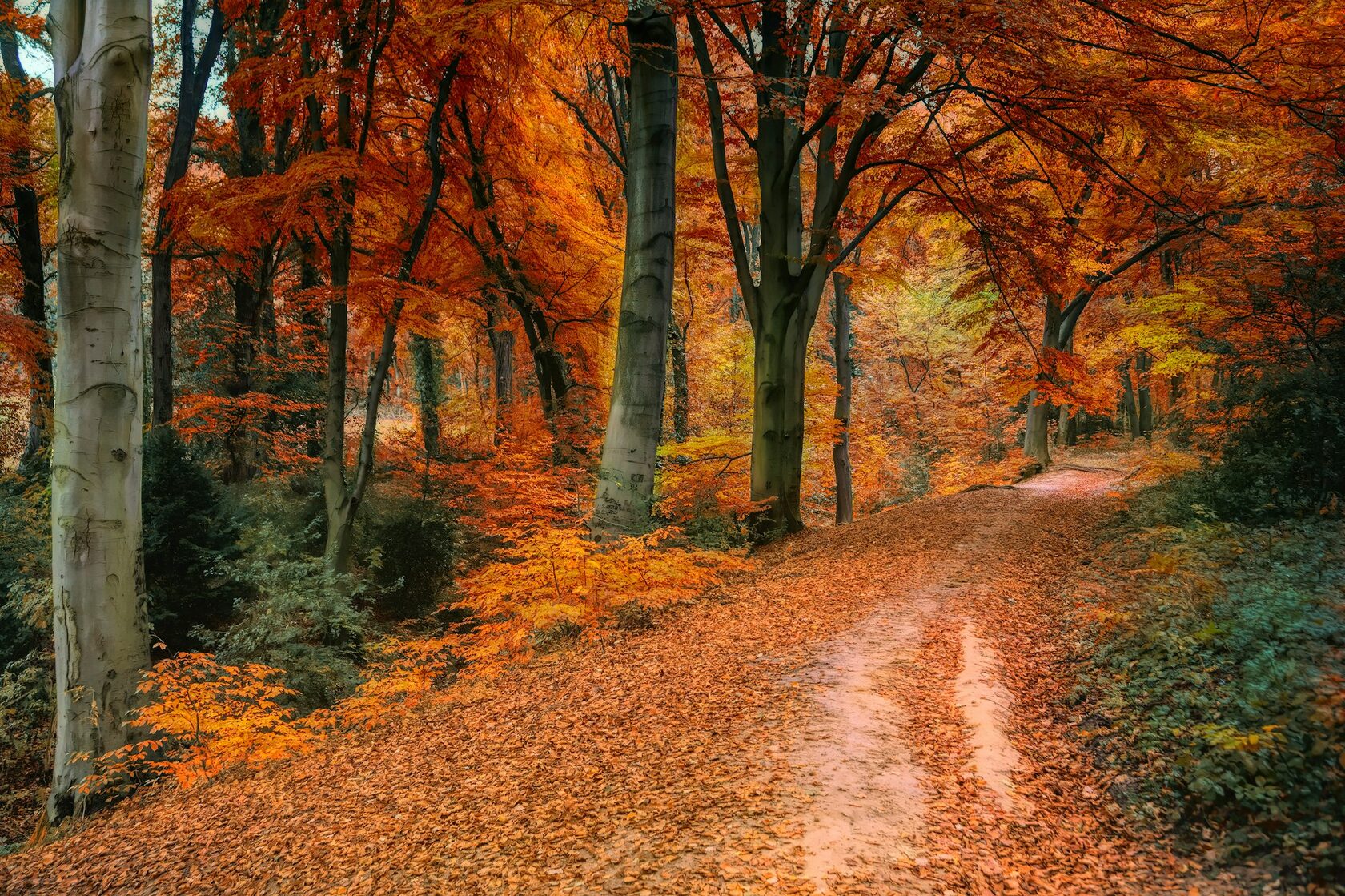Autumn Forest