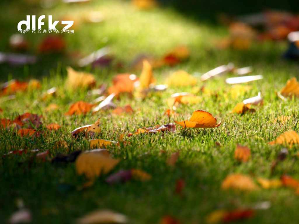 Сухая трава текстура. Осенняя трава. Autumn grass. Листья травы. Сухая трава.