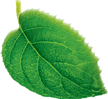 Как мы производим сиропы