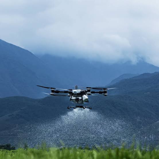 Десикация высокого подсолнечника агродроном DJI Agras T100 над полем