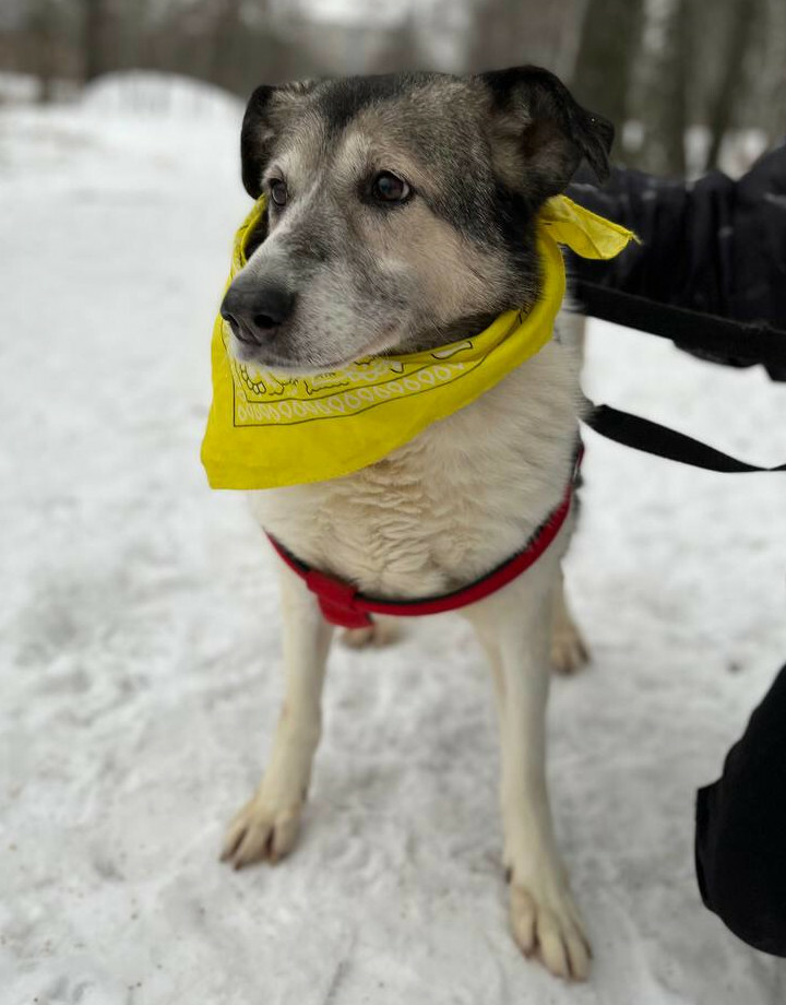 Шейла из Некрасовки