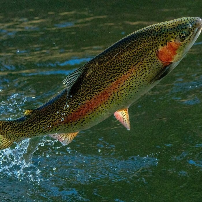 tour to trout farm in kazakhstan