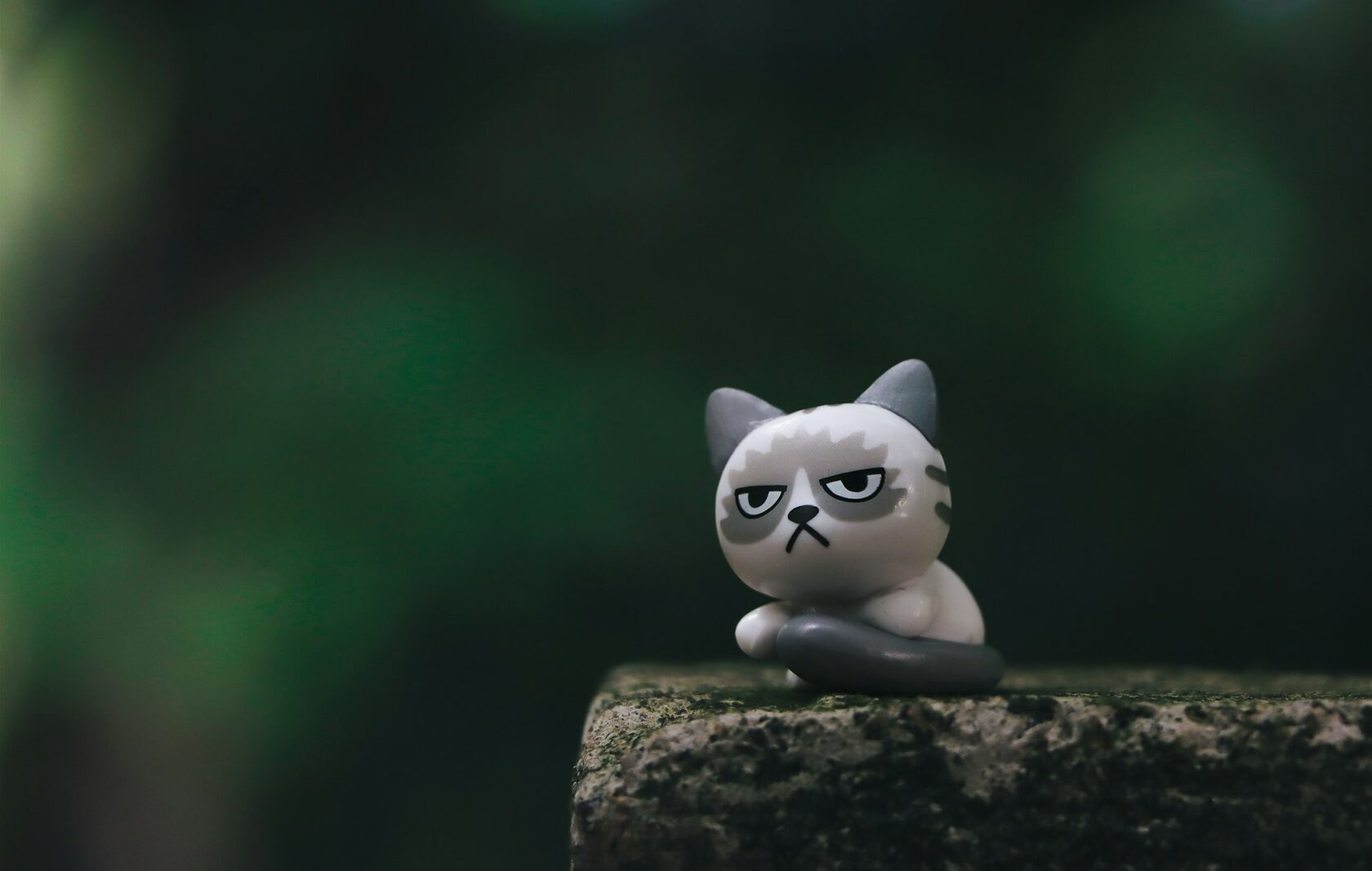 Grumpy cat