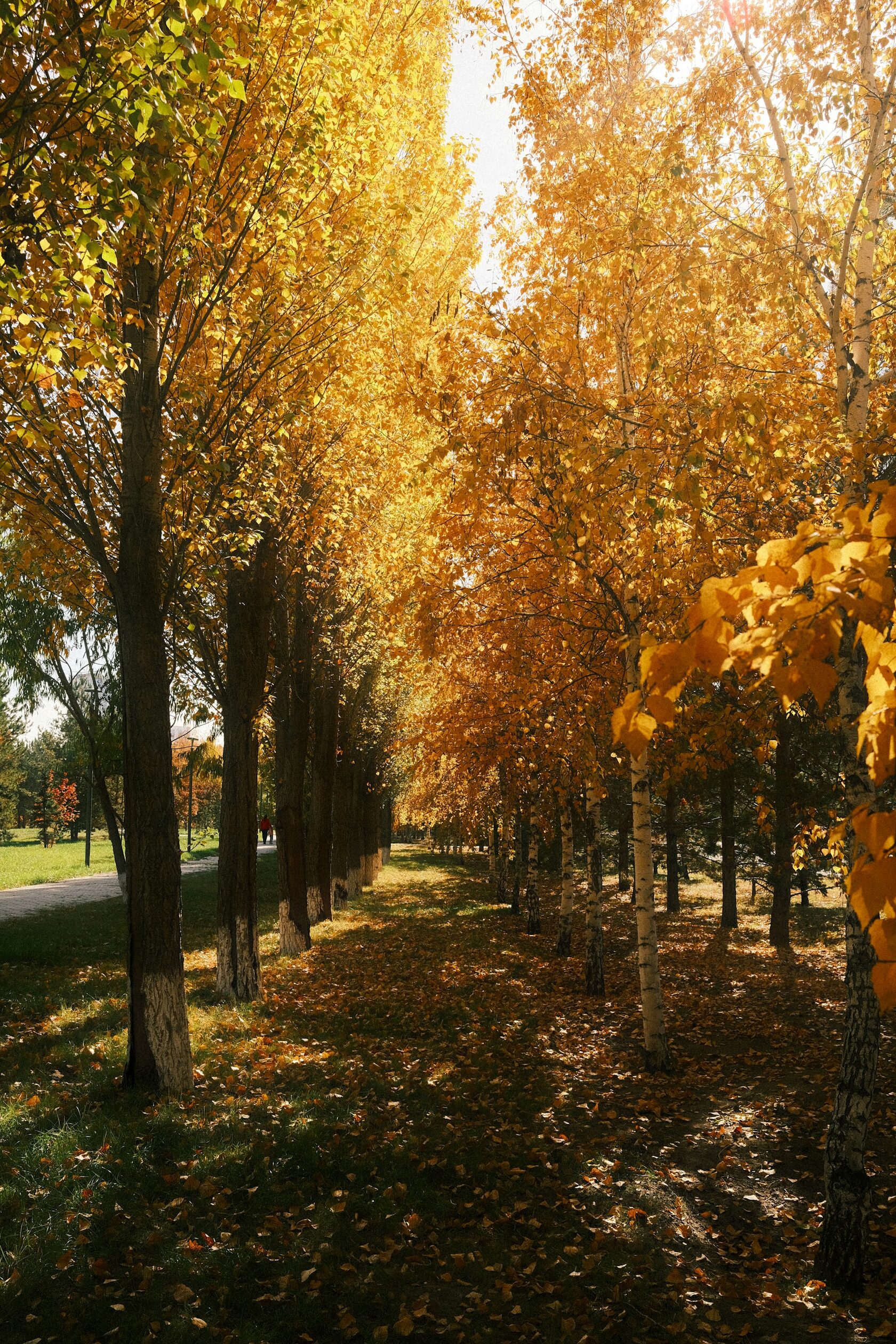 Autumn golden forest