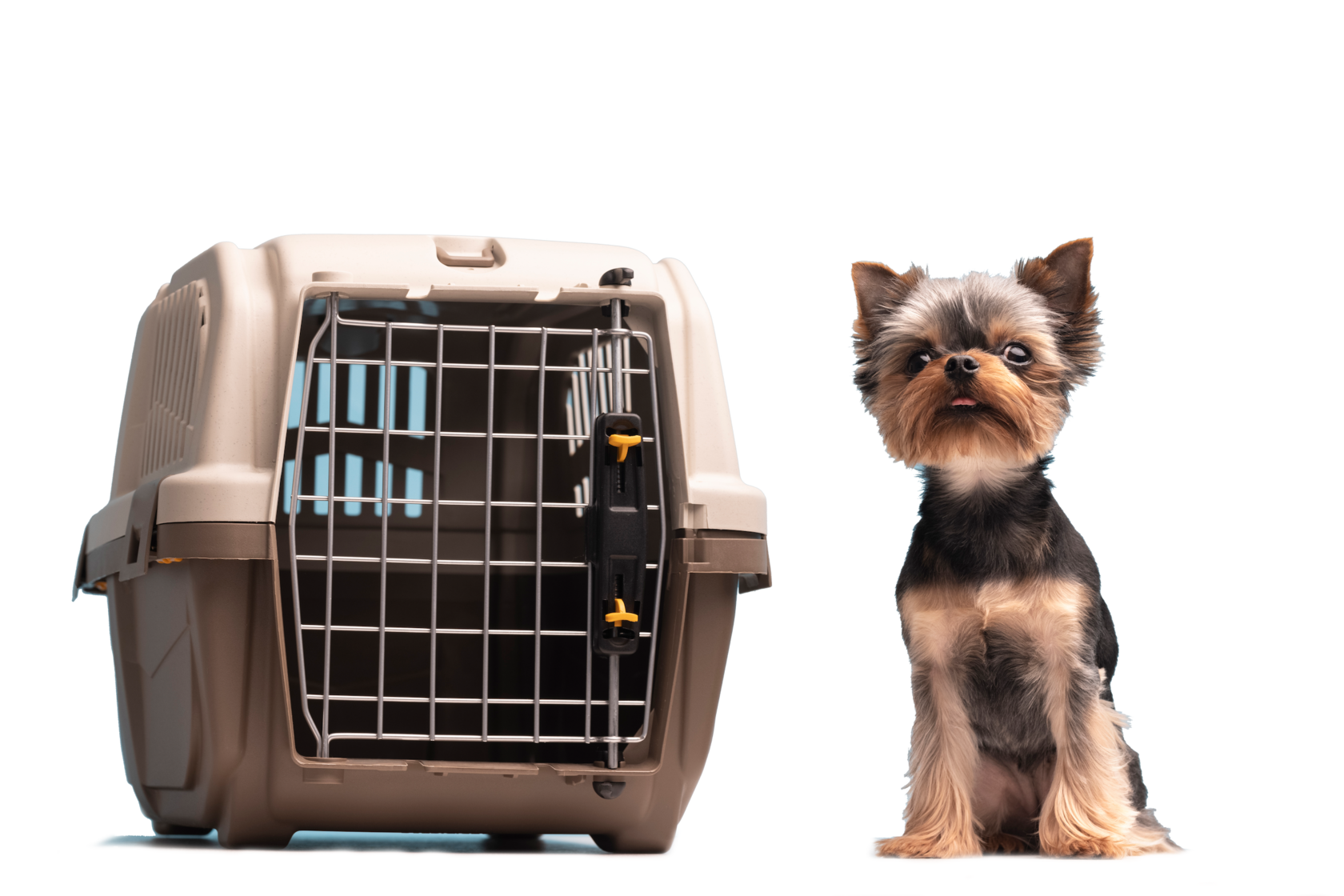 доставка животных по Казахстану, России и Белоруссии, перевозка домашних животных