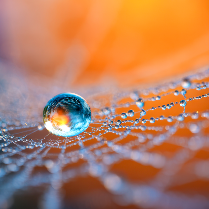 Роса на паутине