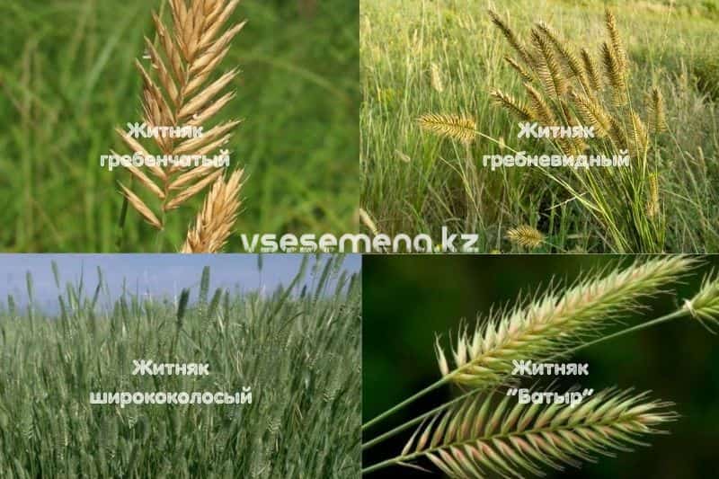 Житняк гребневидный злак с кормовой ценностью. Заходите