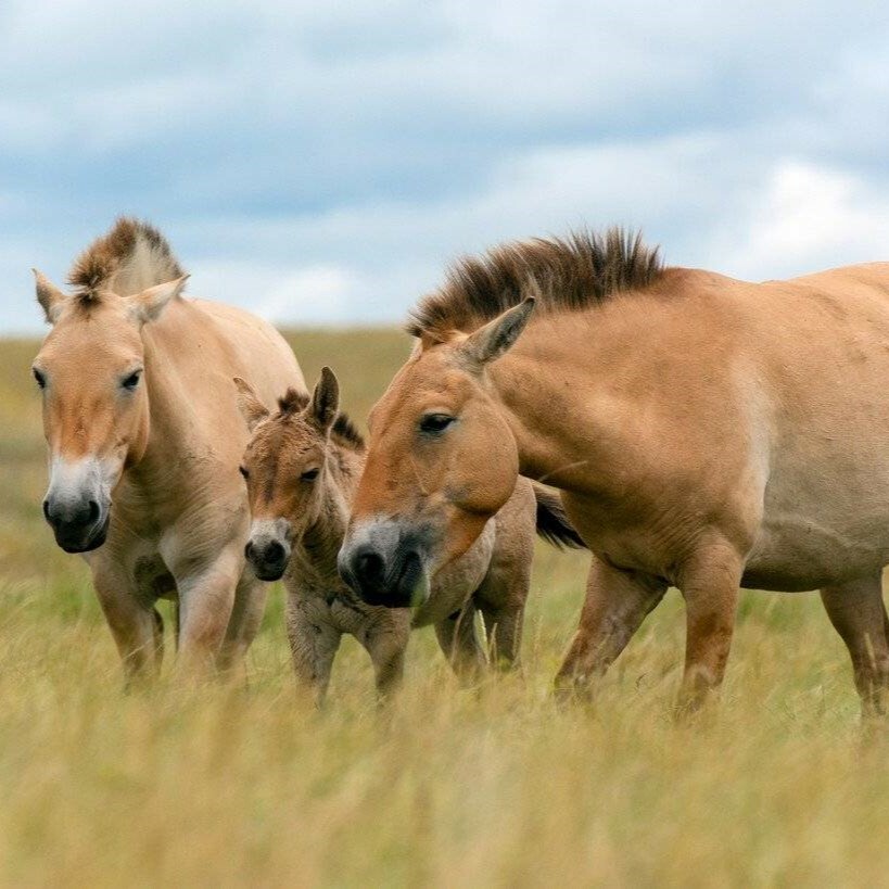 тур в казахстан посмотреть на лошадь пржевальского