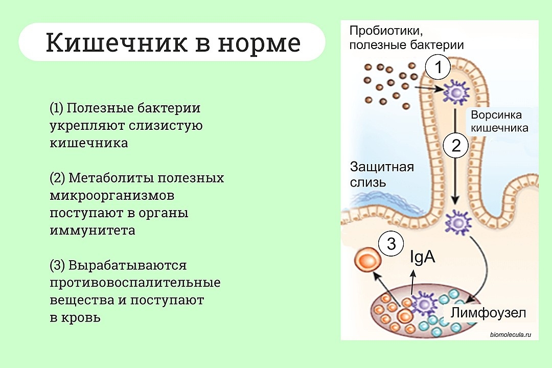 Проницаемость кишечной стенки