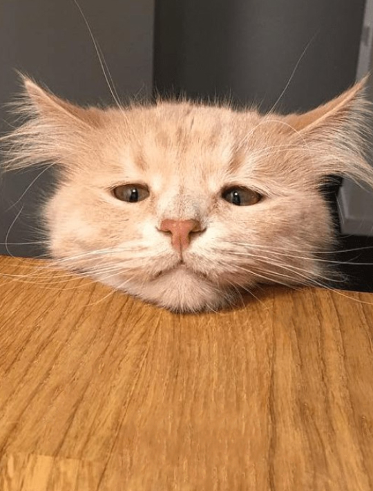 котик qa studio