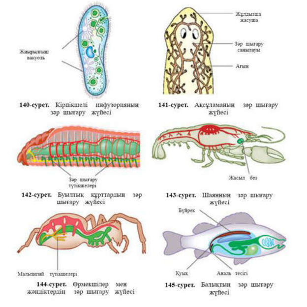 Вера Брежнева минет жасайды
