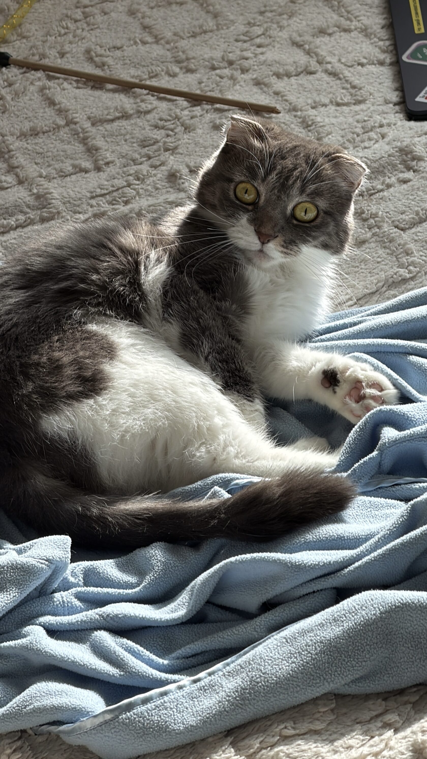 Груминг для кошек