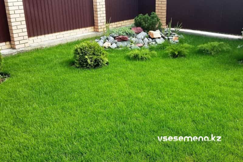 Газонная трава Орнаментал (Turfline Ornamental). Семена