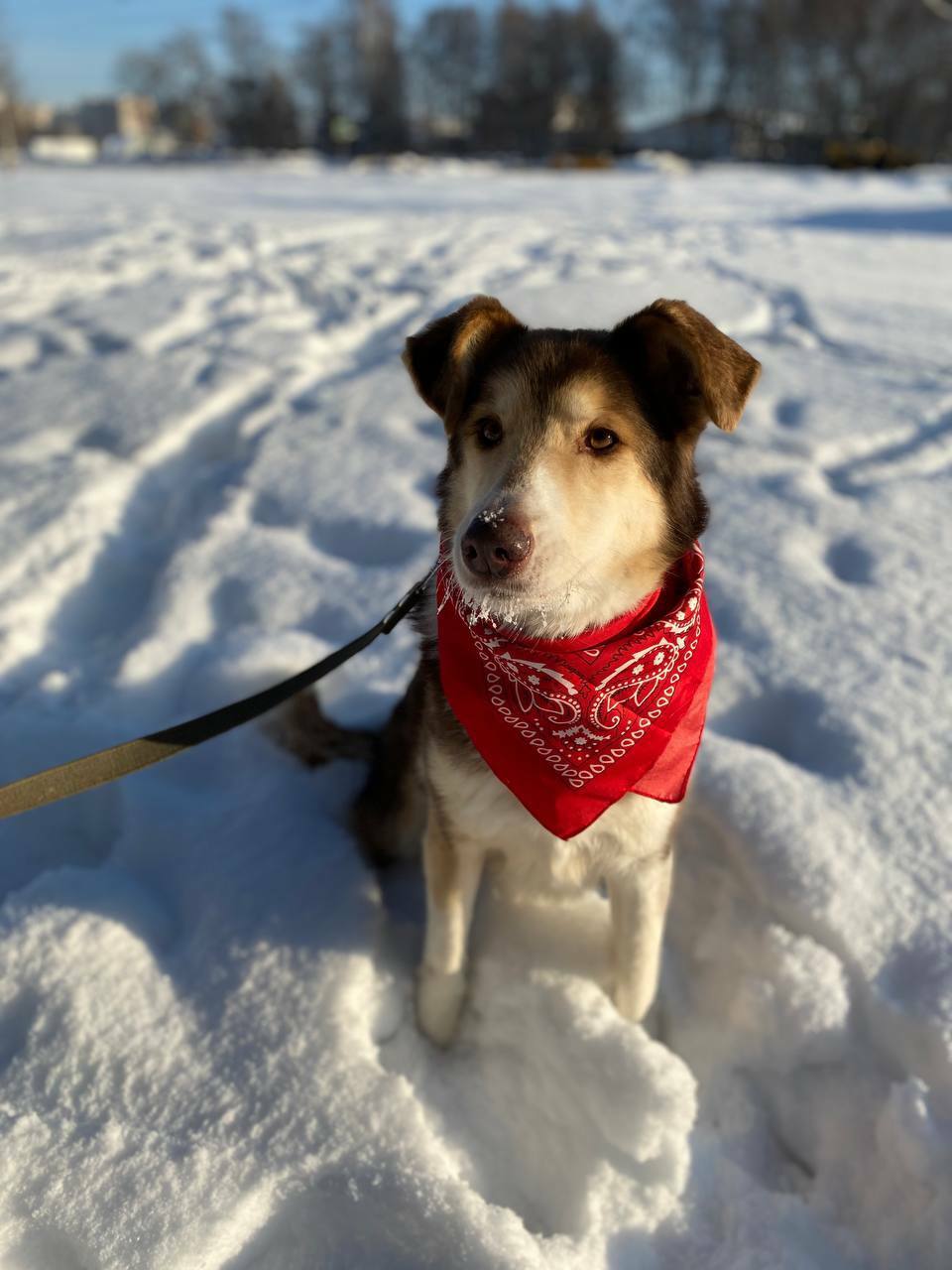 Шейла из Некрасовки