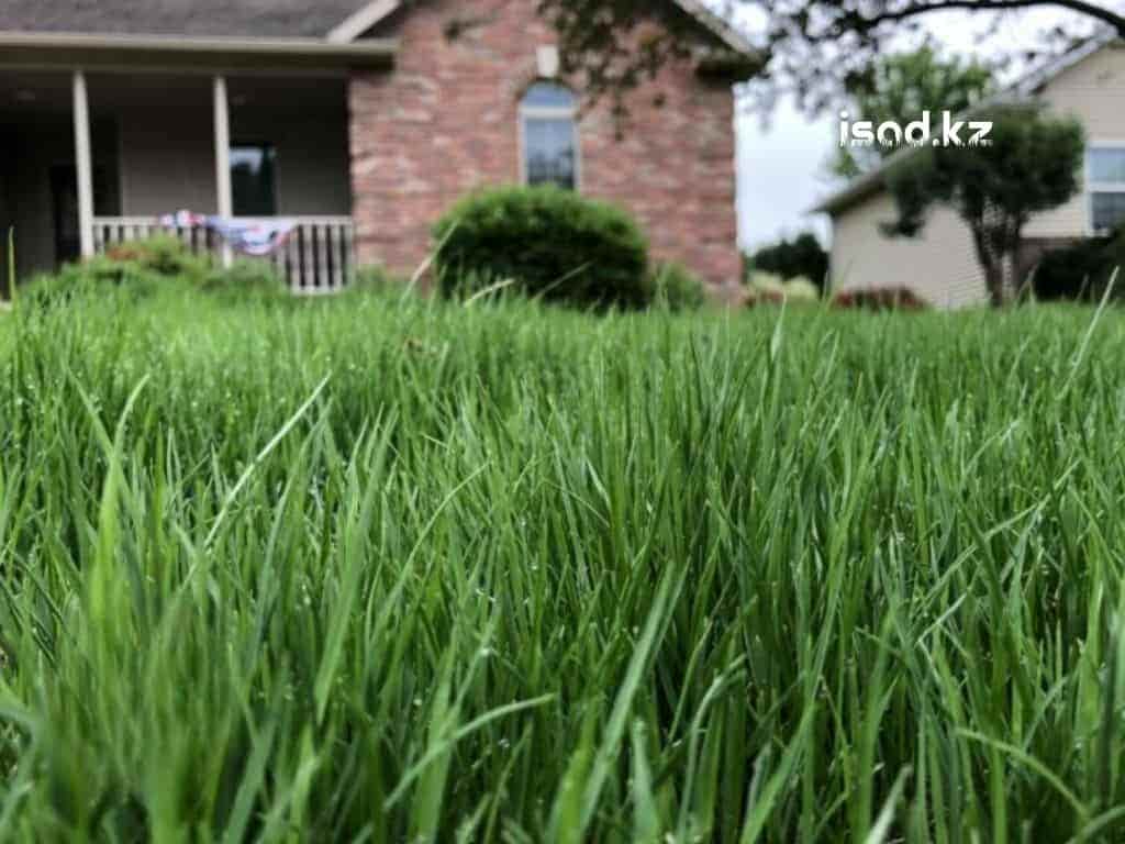 Мятлик луговой (Poa pratensis) | Устойчивый к вытаптыванию