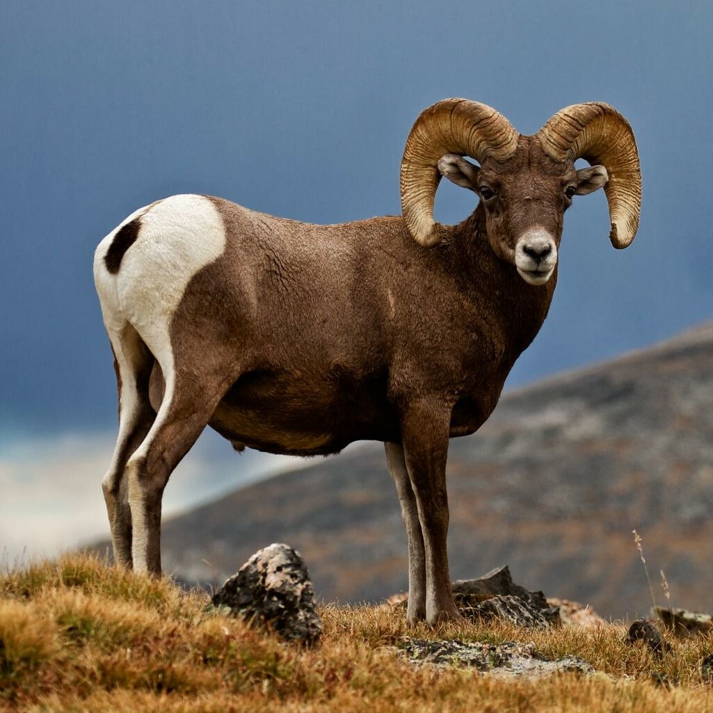 тур в казахстан посмотреть на архаров