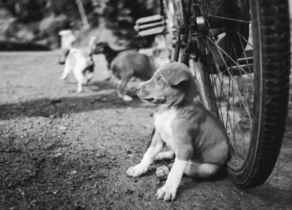 на примере животных , а если точнее собак-щенят можно увидеть что у корпоративной деятельности большие плоды в деле выживания. В данном примере видно что животные нашли небольшой приют возле местного велосипеда