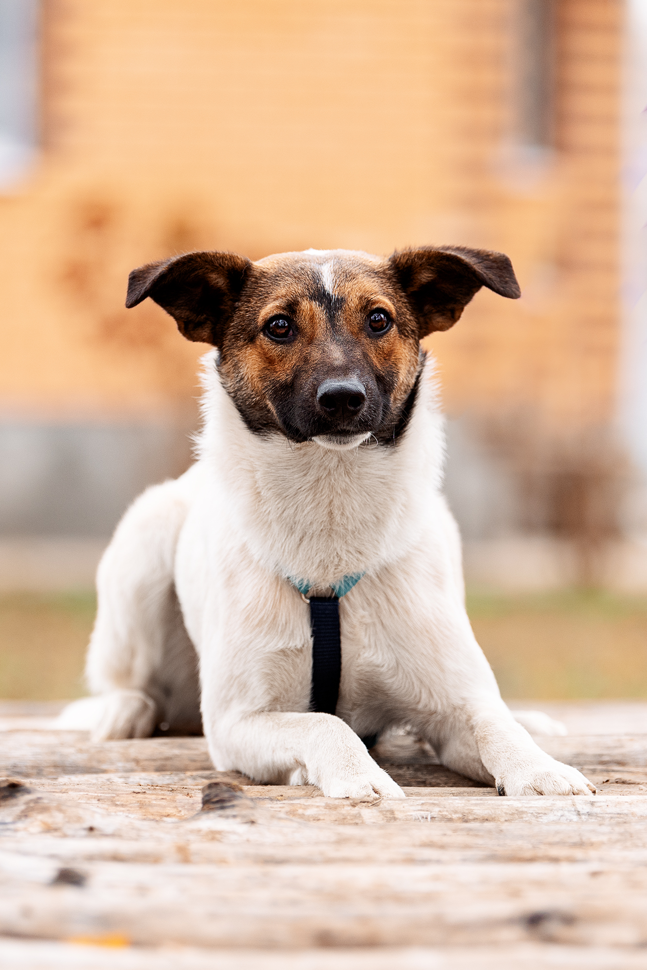 Фроди из Некрасовки