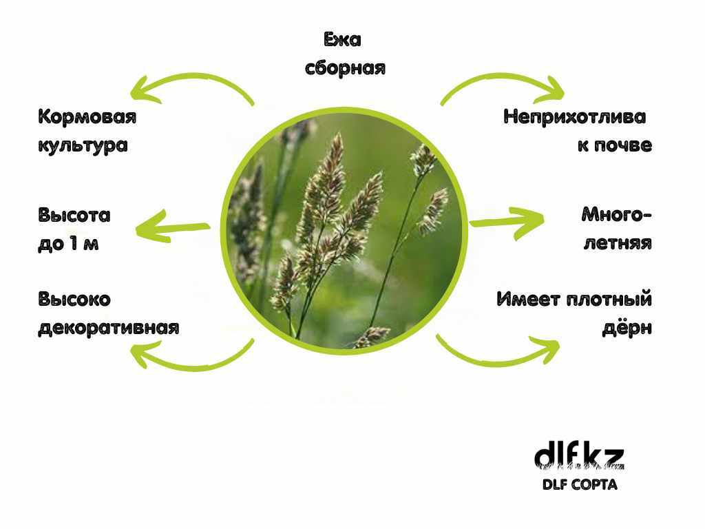 Ежа сборная (Dactylis glomerata) ценный травянистый злак