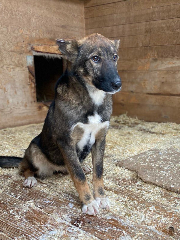 Авель из Некрасовки