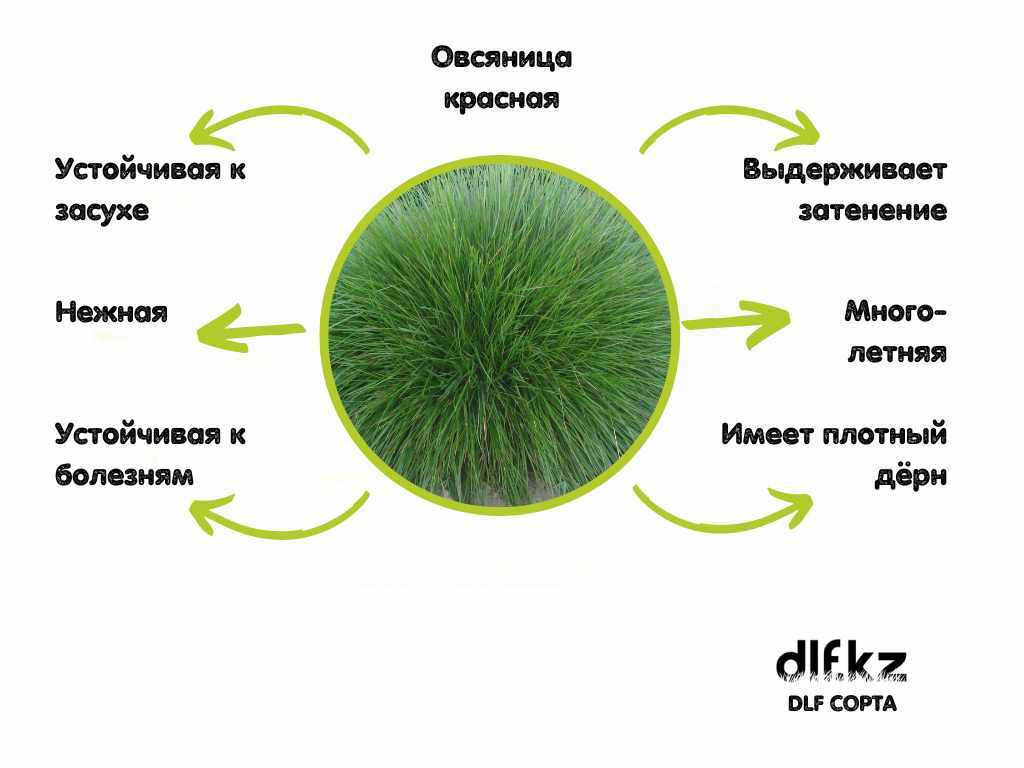 Овсяница красная (Festuca Rubra) описание и характеристики