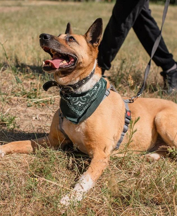 Василиса из Некрасовки