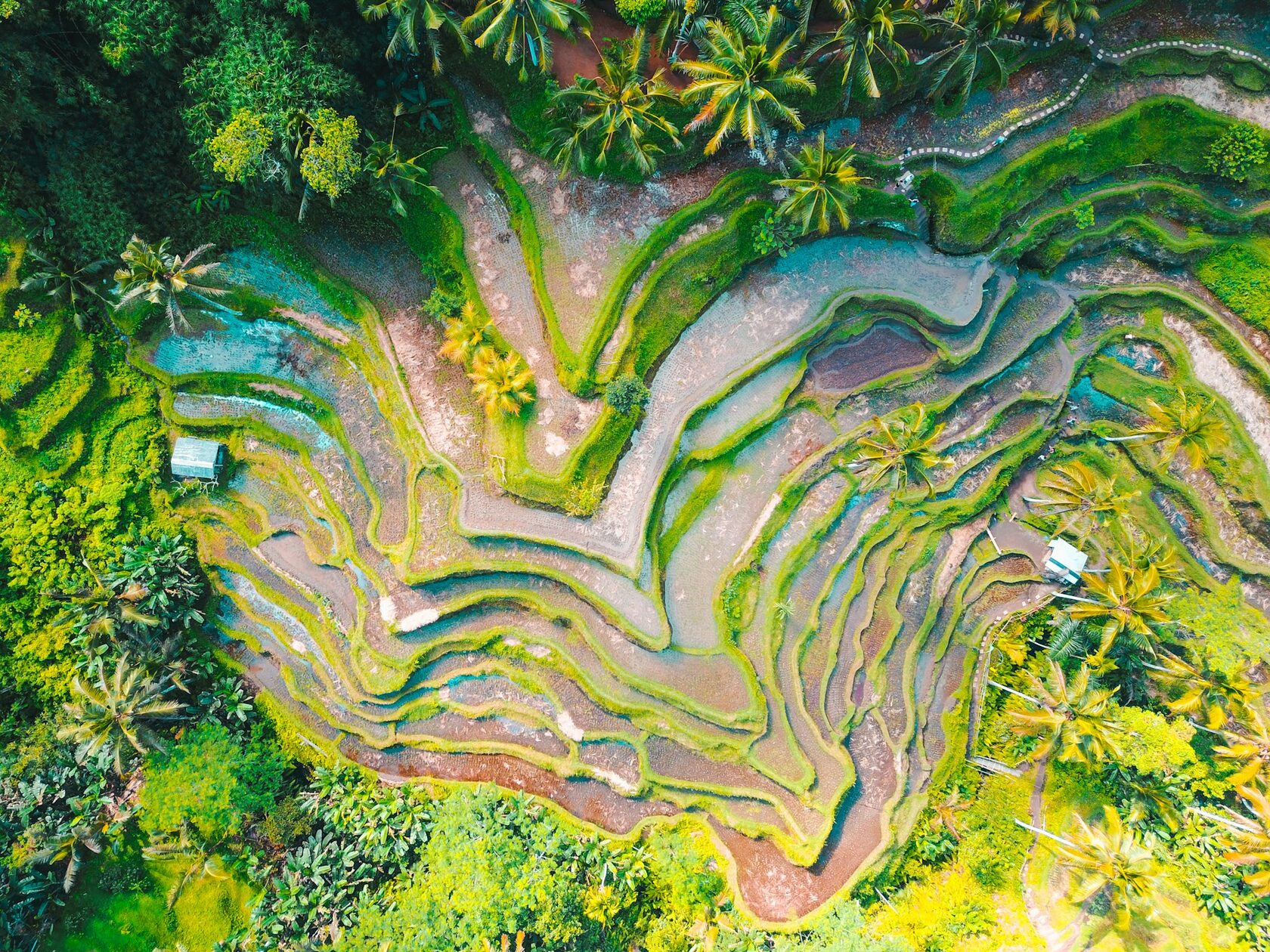 Bali Rice Terraces