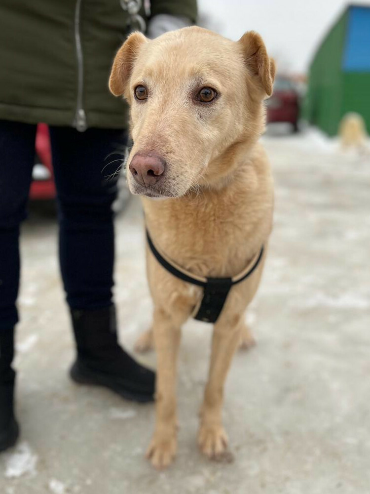 Авель из Некрасовки