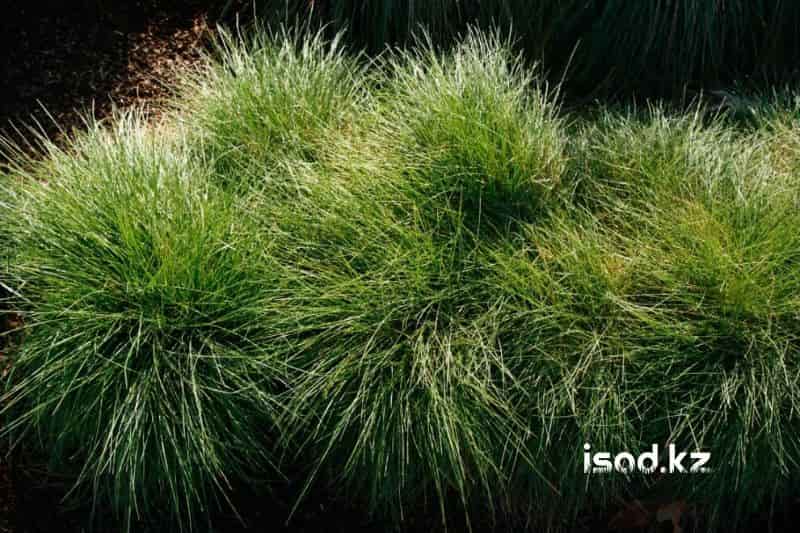 Овсяница красная (Festuca rubra). Особенности посева и ухода