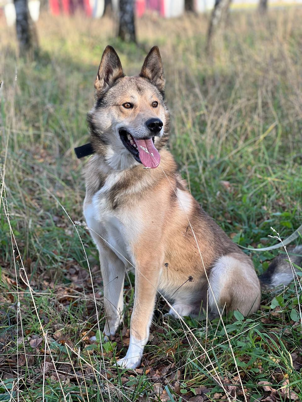 Джонни из Некрасовки